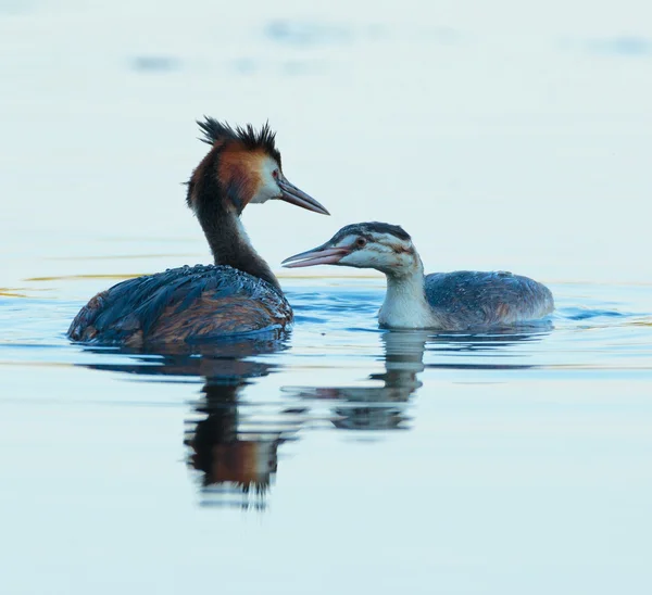 Grandiosos grebes de cresta — Foto de Stock