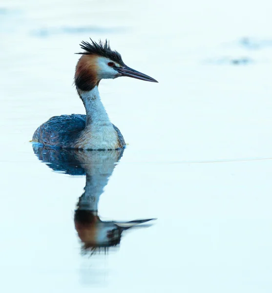 Great crested grebe swimming — Stock Photo, Image