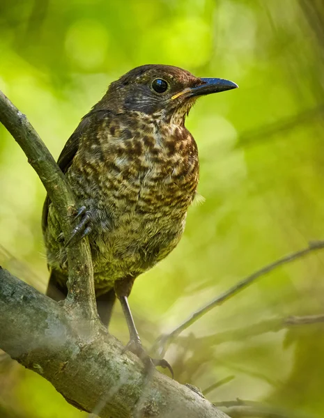 Giovane merlo nella foresta — Foto Stock