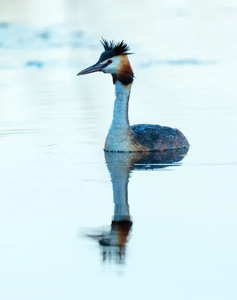 Great crested grebe swimming — Stock Photo, Image