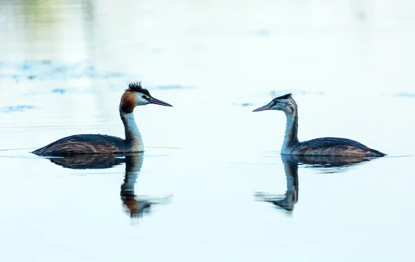 Great crested grebes — Stock Photo, Image