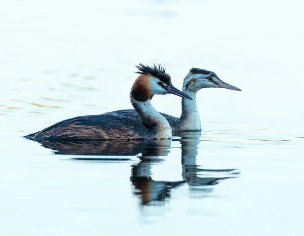 Great crested grebes — Stock Photo, Image