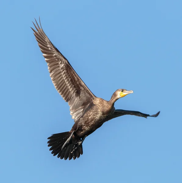 Grande Cormorano in volo — Foto Stock