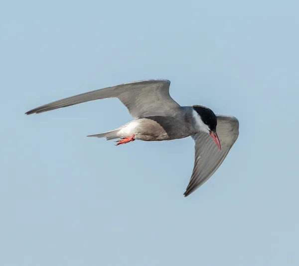 Terna comune in volo — Foto Stock