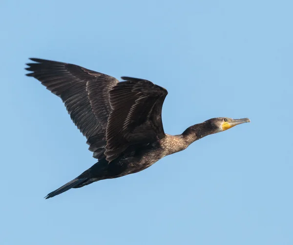 Gran Cormorán en vuelo — Foto de Stock