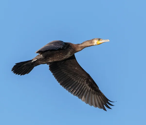 Great Cormorant in flight — Stock Photo, Image