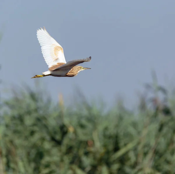 Žlutá heron v letu — Stock fotografie