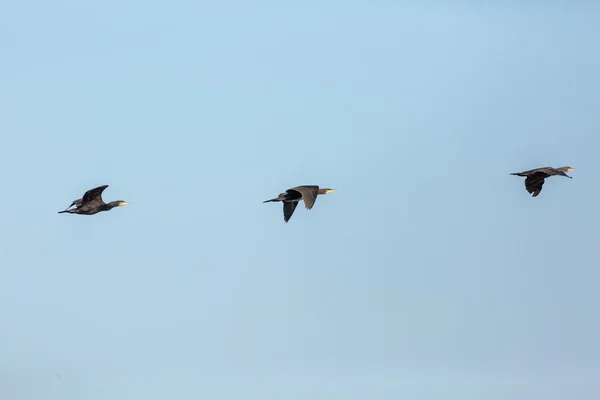 Grandes cormoranes en vuelo —  Fotos de Stock