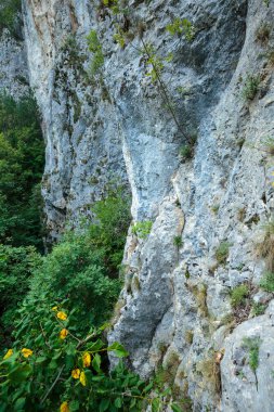 kireçtaşı dağ duvar ve bitki örtüsü