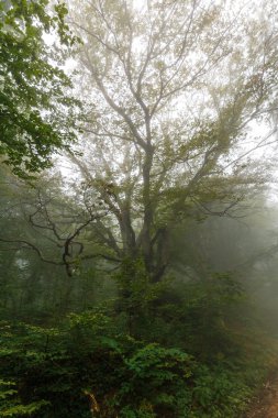 Sabahları yemyeşil orman 