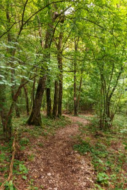 Orman ile yürüyüş iz