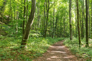 Orman ile yürüyüş iz