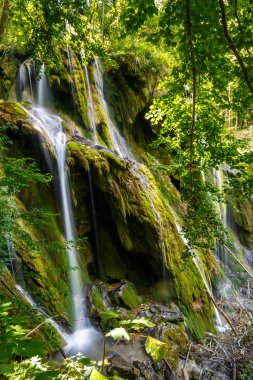 yemyeşil bir orman şelale