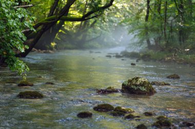 Nehir ormandan akıyor. 