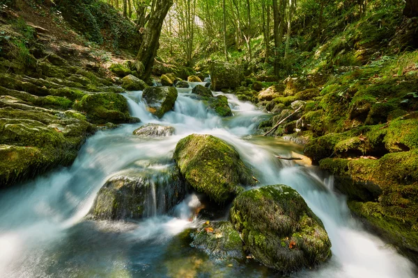 Río que fluye a través del bosque — Foto de Stock