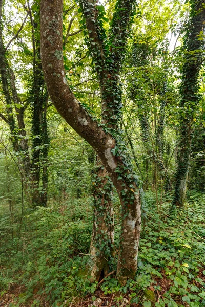 Orman ile yürüyüş iz — Stok fotoğraf