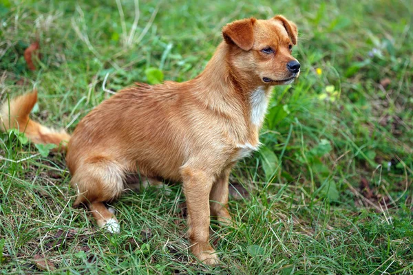 Pies jamnik w trawie — Zdjęcie stockowe