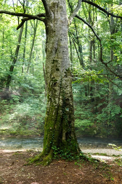 Hêtre près de la rivière — Photo