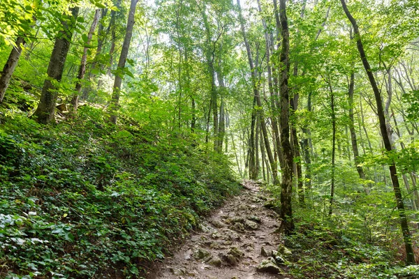 Trilha de caminhadas através da floresta — Fotografia de Stock