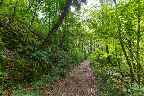 Wanderweg durch Wald — Stockfoto