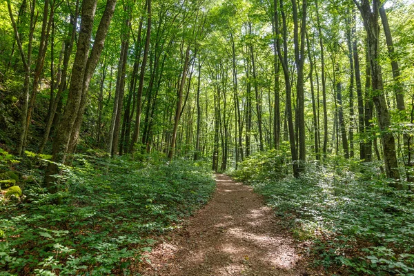 Orman ile yürüyüş iz — Stok fotoğraf
