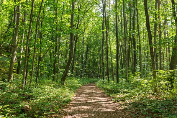 Trilha de caminhadas através da floresta — Fotografia de Stock