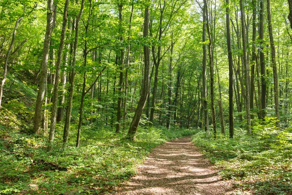 Wanderweg durch Wald — Stockfoto