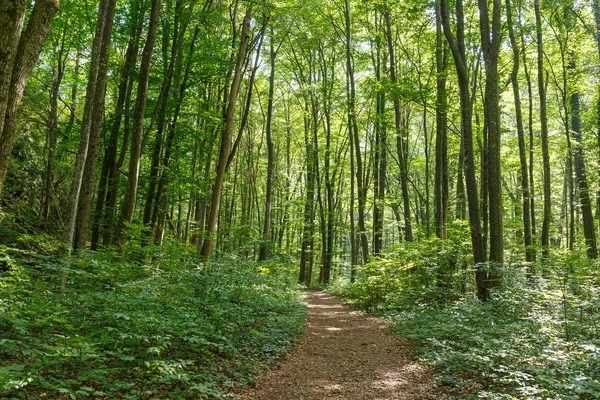 Trilha de caminhadas através da floresta — Fotografia de Stock