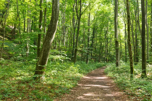 Sentiero escursionistico attraverso la foresta — Foto Stock