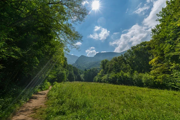 Wanderweg durch Wald — Stockfoto