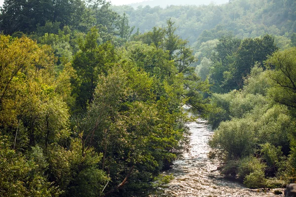Река течет через лес — стоковое фото