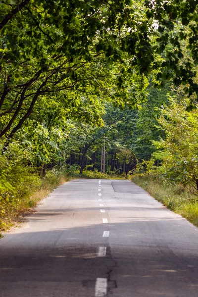 Estrada passando por uma floresta de carvalho — Fotografia de Stock