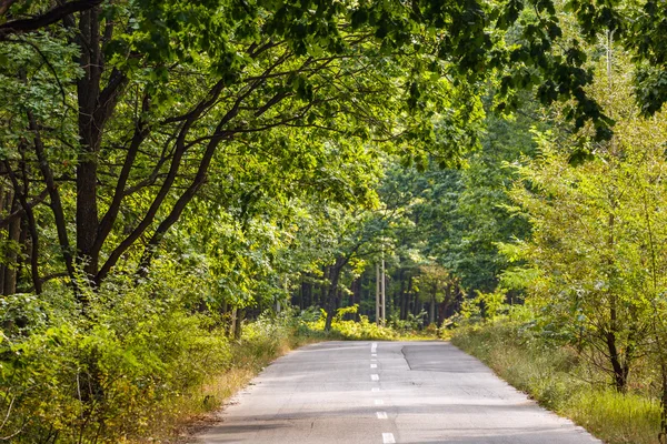 Estrada passando por uma floresta de carvalho — Fotografia de Stock