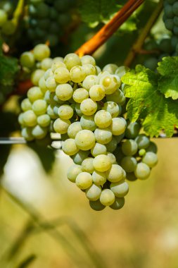 Chardonnay beyaz üzüm olgunlaşma