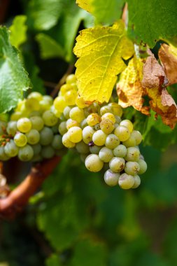 Chardonnay beyaz üzüm olgunlaşma