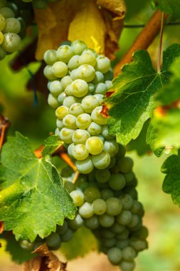 Chardonnay beyaz üzüm olgunlaşma