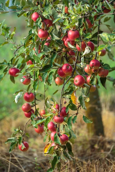 Apple trees in an orchard — Stock Photo, Image