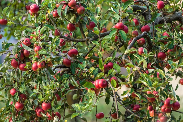 Apple trees in an orchard — Stock Photo, Image