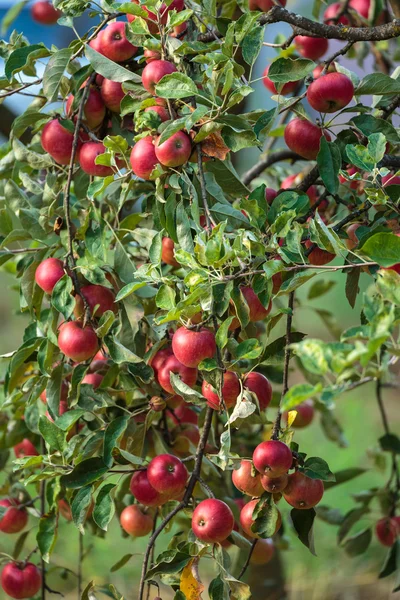 Apple trees in an orchard — Stock Photo, Image