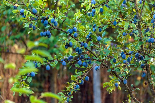 Plum tree in an orchard — Stock Photo, Image