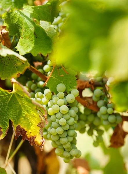 Amadurecendo uvas brancas chardonnay — Fotografia de Stock