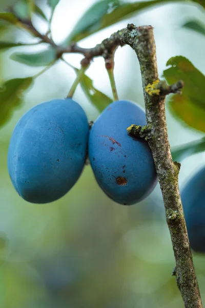 Ripe blue plums — Stock Photo, Image