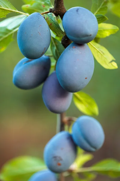 Ripe blue plums — Stock Photo, Image