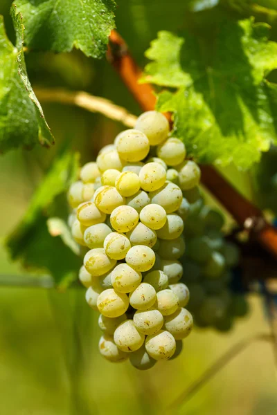 Uvas blancas chardonnay maduración — Foto de Stock