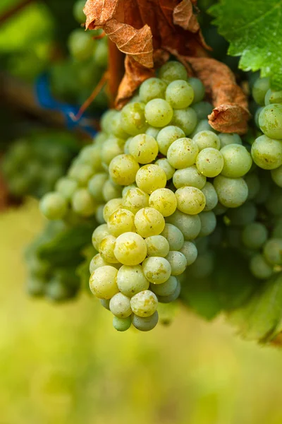 Amadurecendo uvas brancas chardonnay — Fotografia de Stock