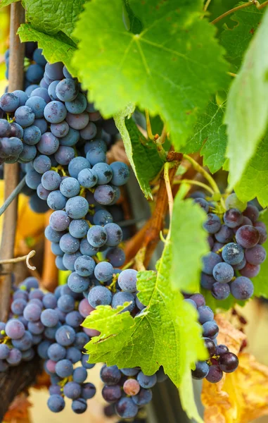 Blaue Cabernet-Trauben — Stockfoto