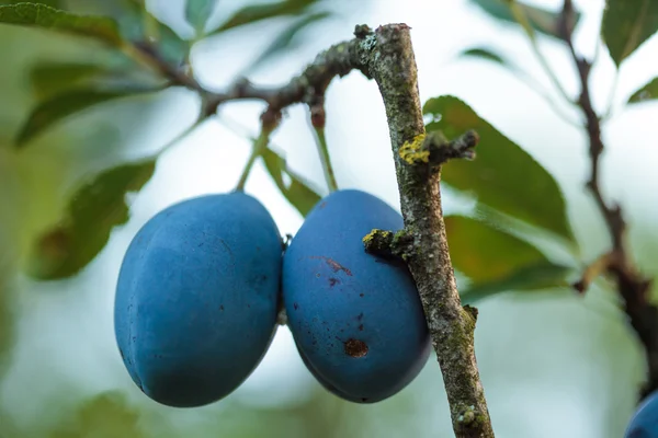 Ripe blue plums — Stock Photo, Image