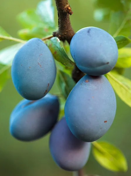 Ripe blue plums — Stock Photo, Image