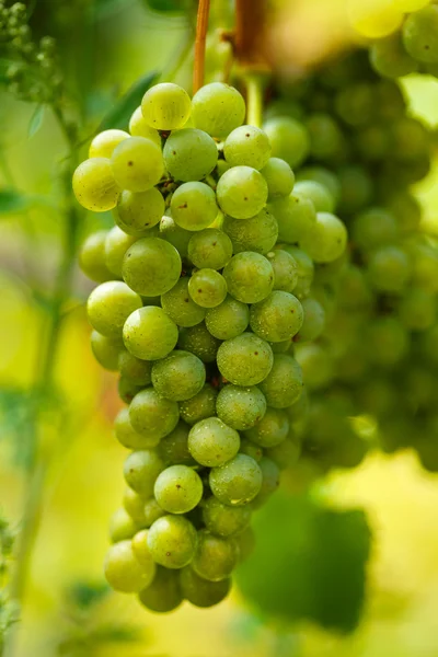 Uvas blancas chardonnay maduración — Foto de Stock