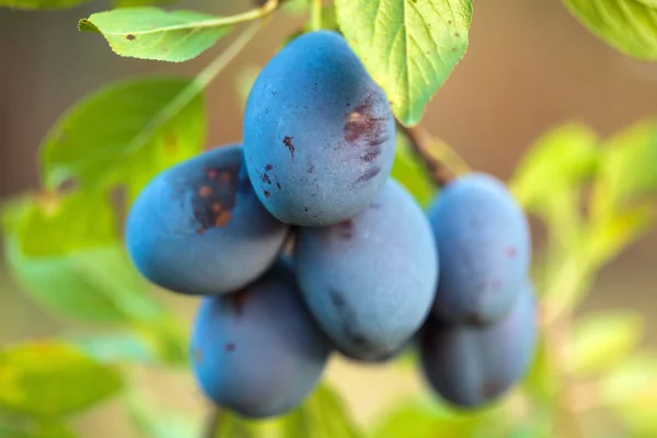 Ripe blue plums — Stock Photo, Image